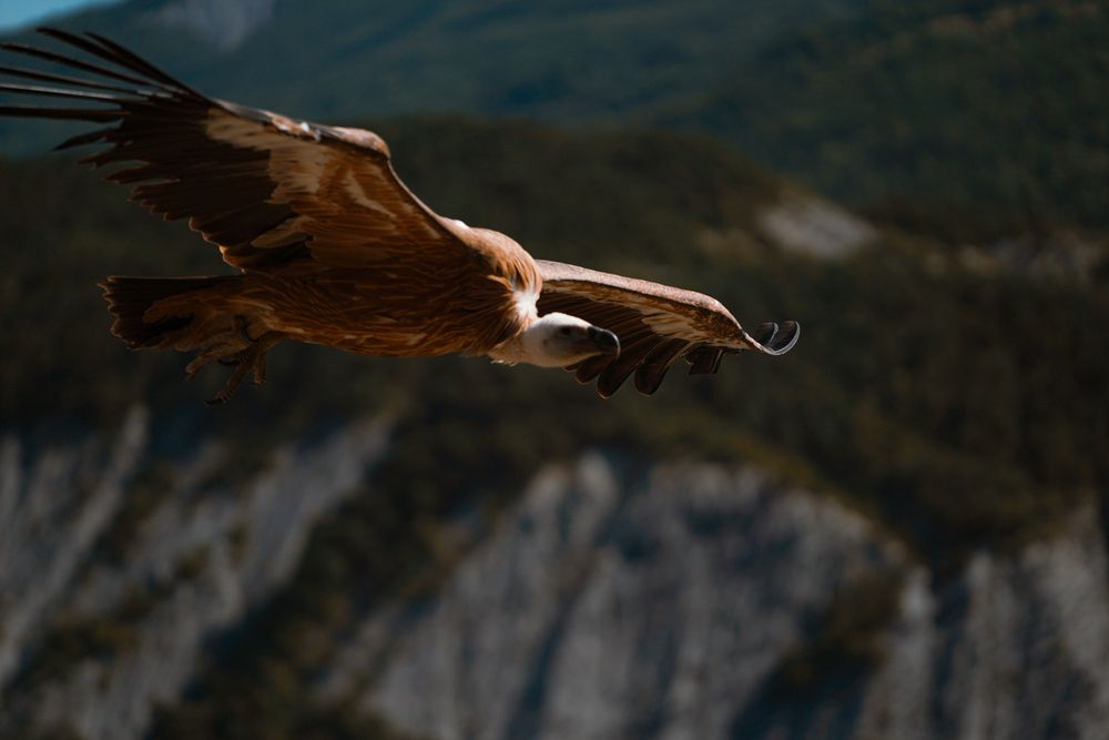 big birds (6)