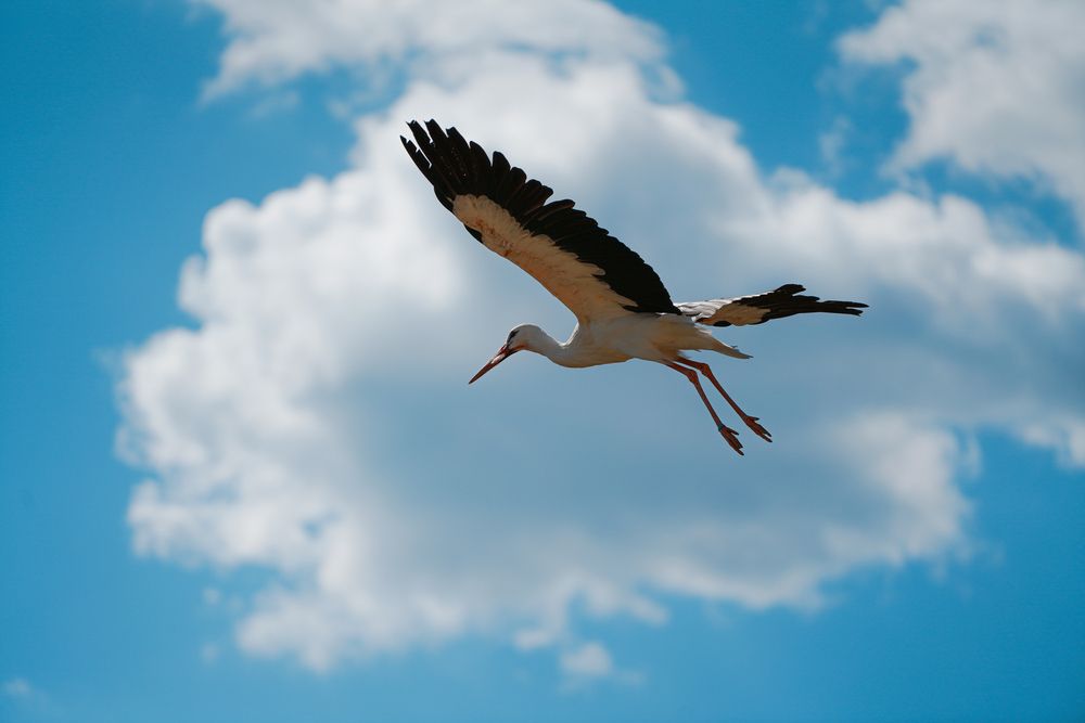 big birds (7)