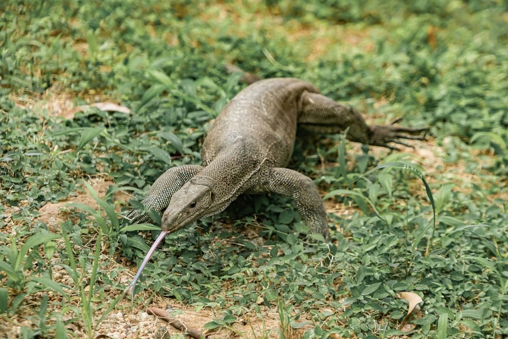 Sri Lanka\'s Flora anf Fauna (3)