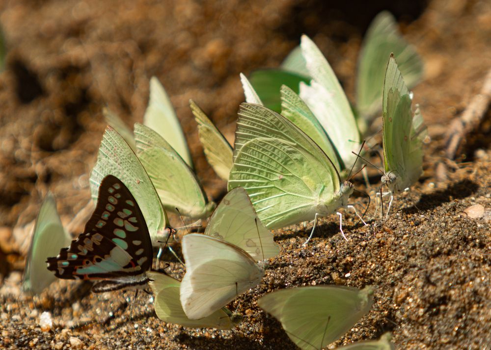 Sri Lanka\'s Flora anf Fauna (6)