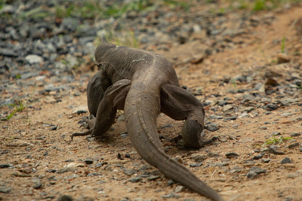 Sri Lanka\'s Flora anf Fauna (8)