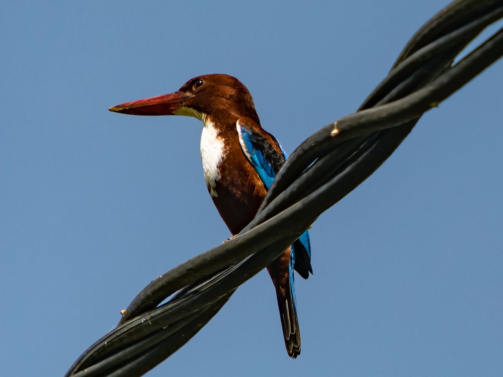 Sri Lanka\'s Flora anf Fauna (9)
