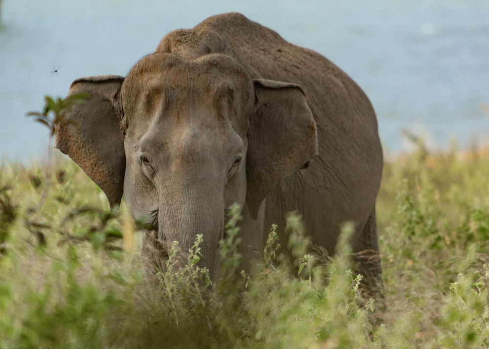 Sri Lanka\'s Flora anf Fauna (10)