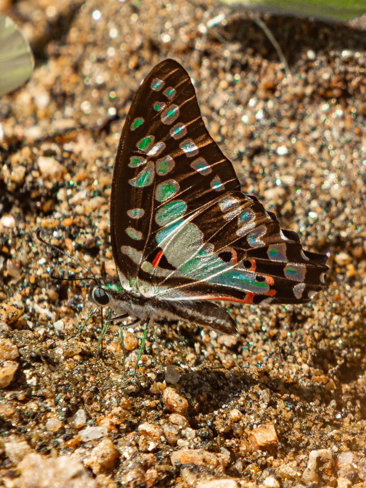 Sri Lanka\'s Flora anf Fauna (11)