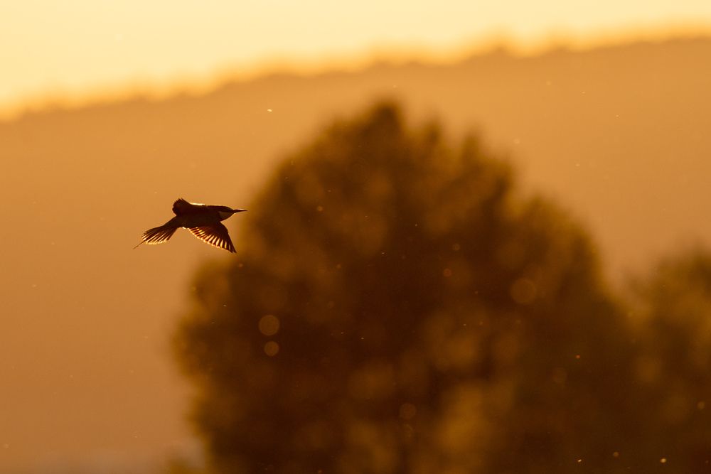 Photo #13397033 (5)