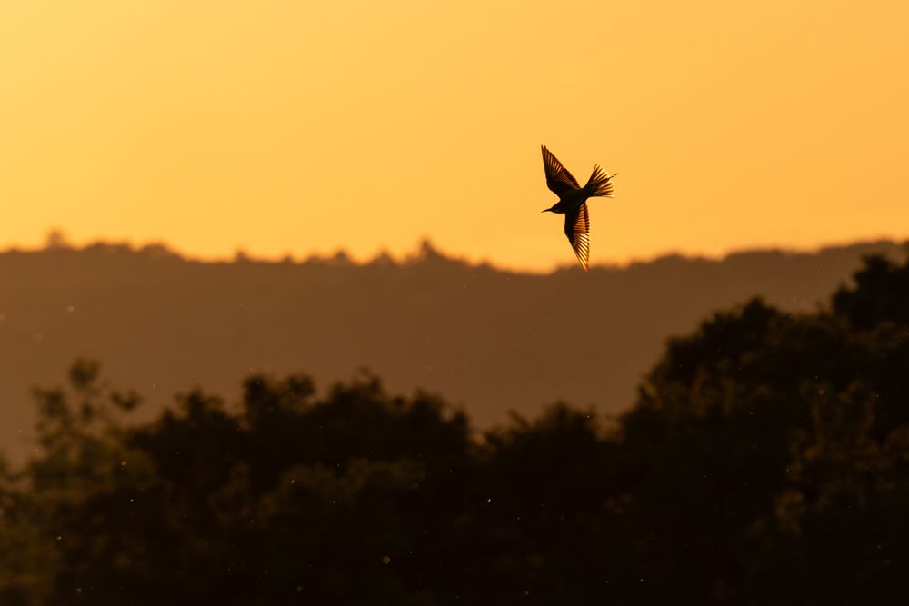 Photo #13397033 (6)