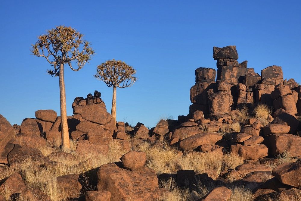 Quiver Tree Forest (3)
