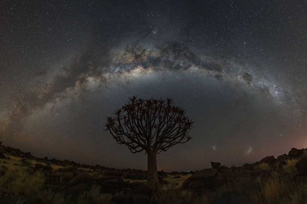 Quiver Tree Forest (6)