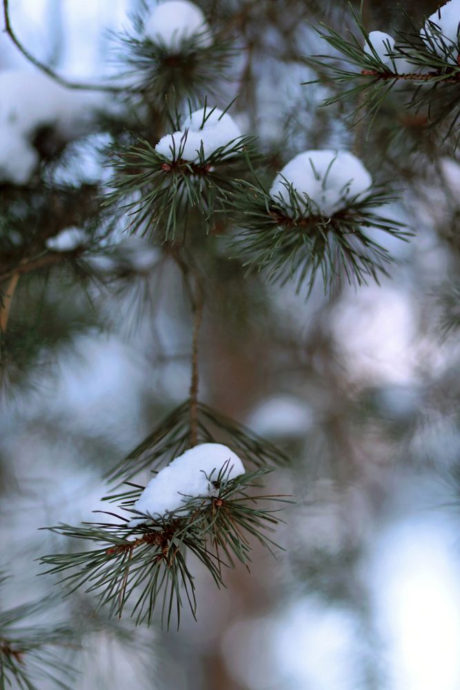Photo #13405347 (4)