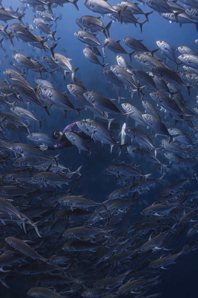 Within the swarm (4)