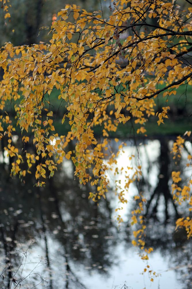 Photo #13406359 (4)