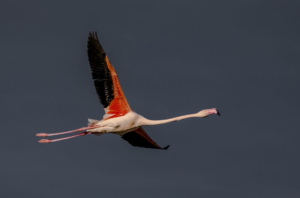 flamingos in flight (3)