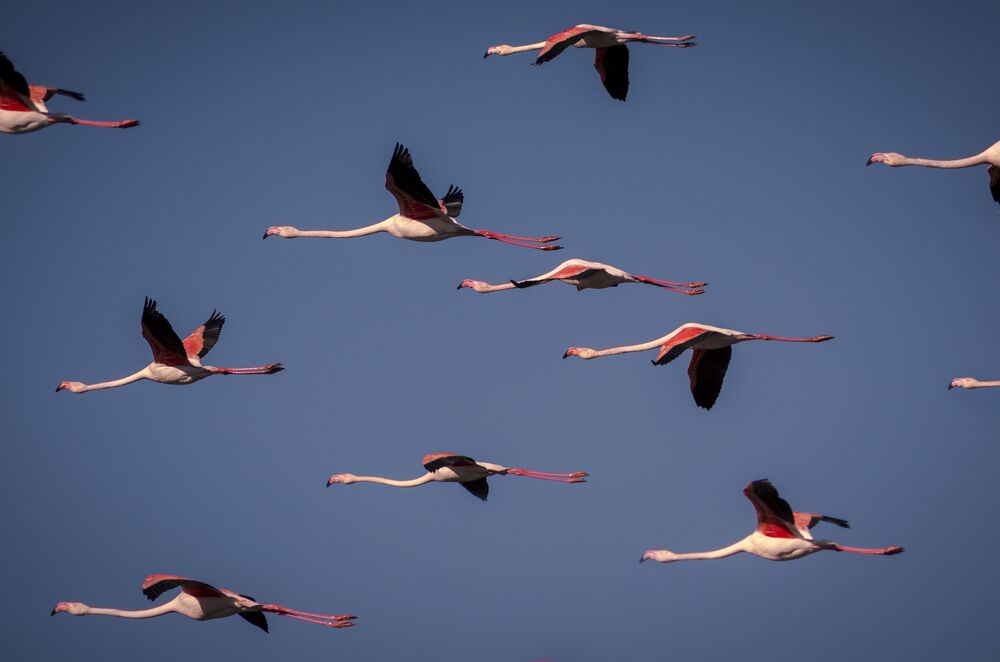 flamingos in flight (4)
