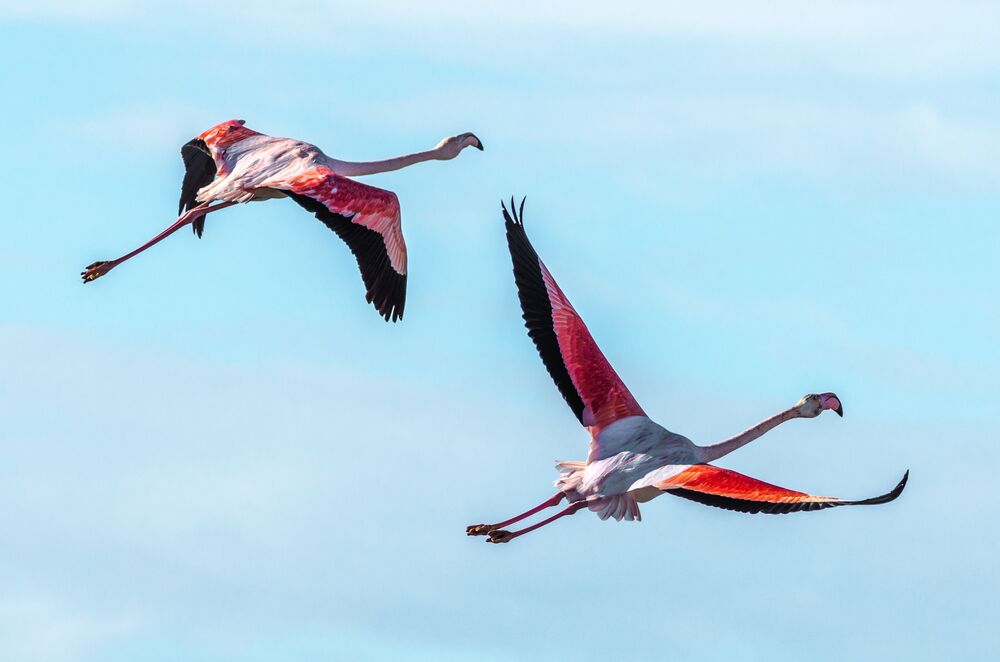 flamingos in flight (5)