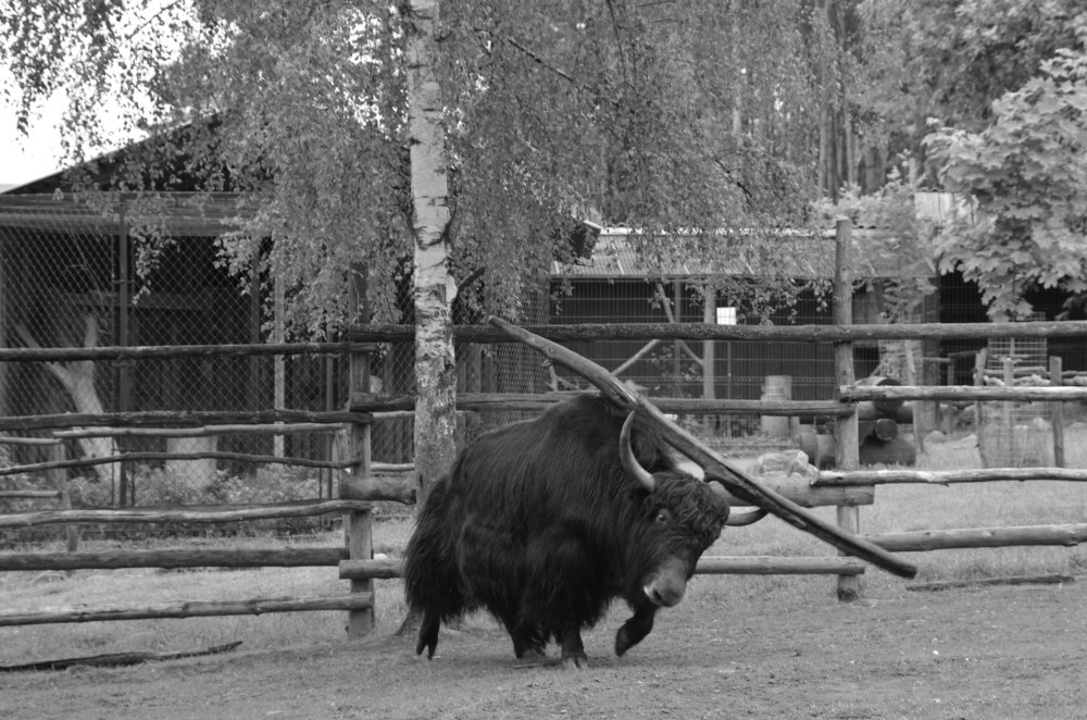 Photograph by Николай Соколовский