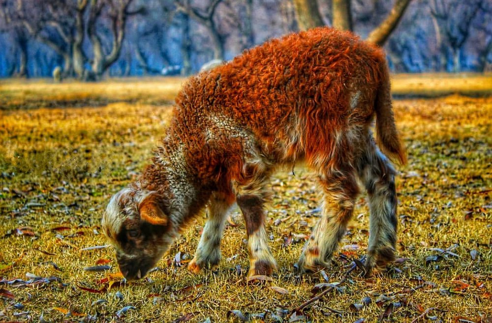 Photograph by Junaid Hakeem