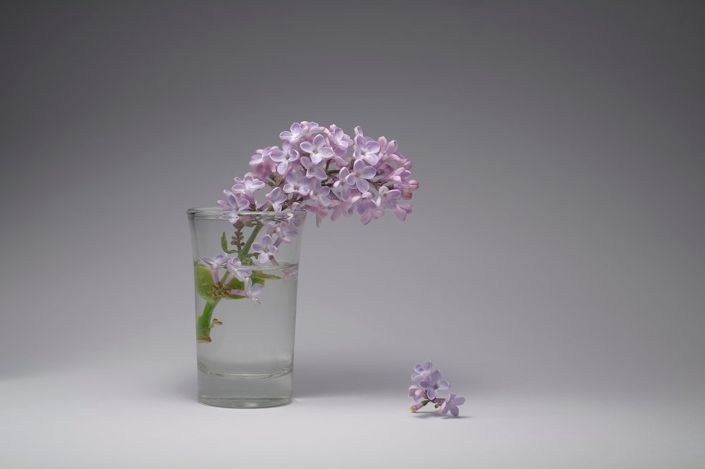 Веточка сирени