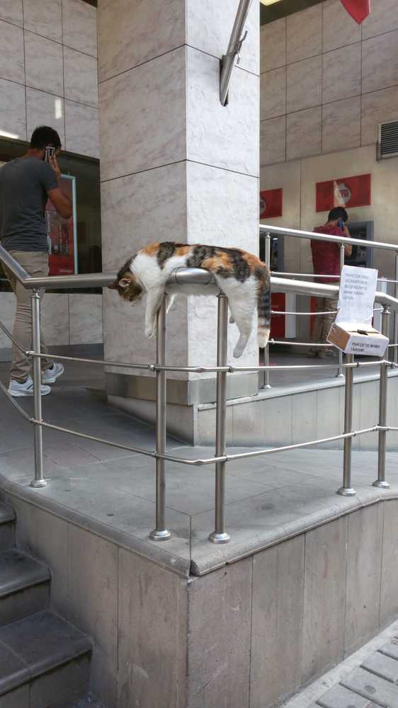 Pakize Kedisi, famous 9 GAG cat from Istanbul
