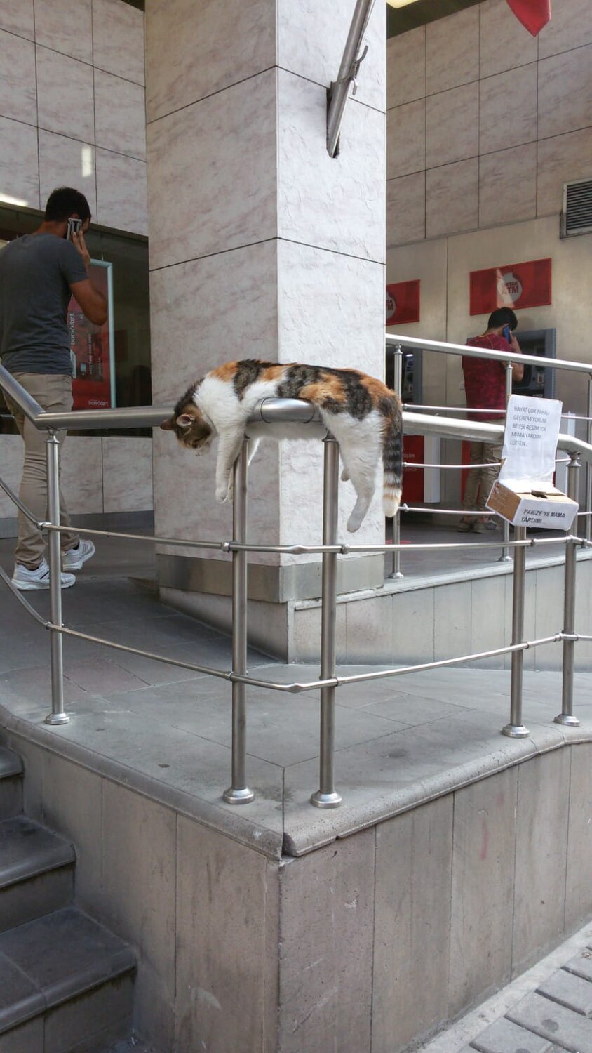 Pakize Kedisi, famous 9 GAG cat from Istanbul
