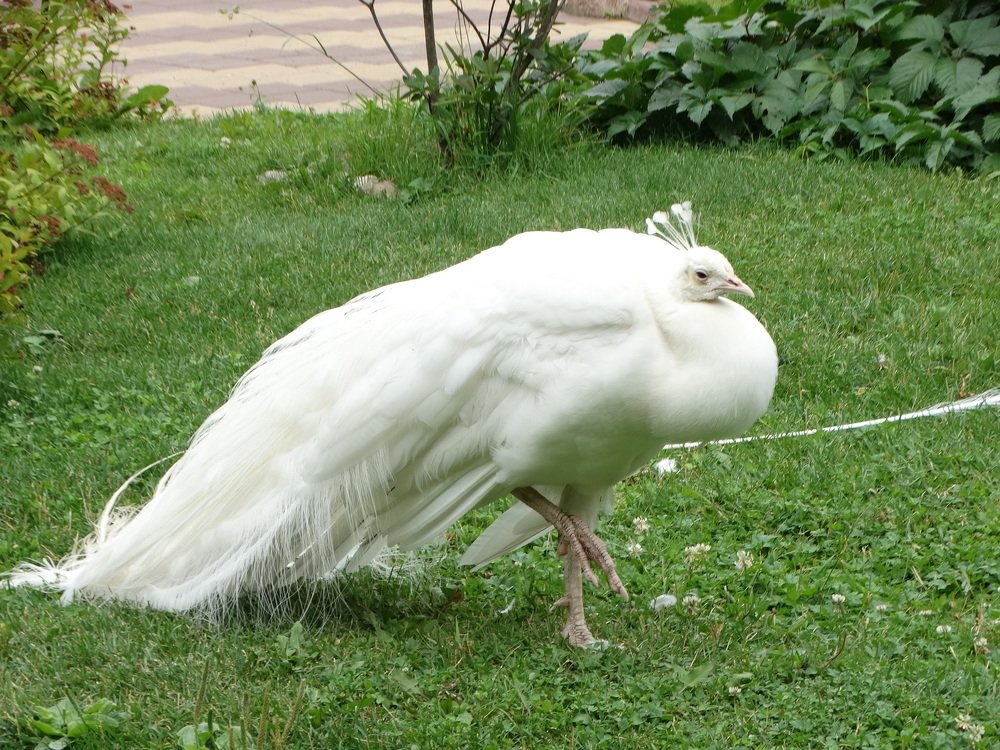 Photograph by Елена Стрельцова