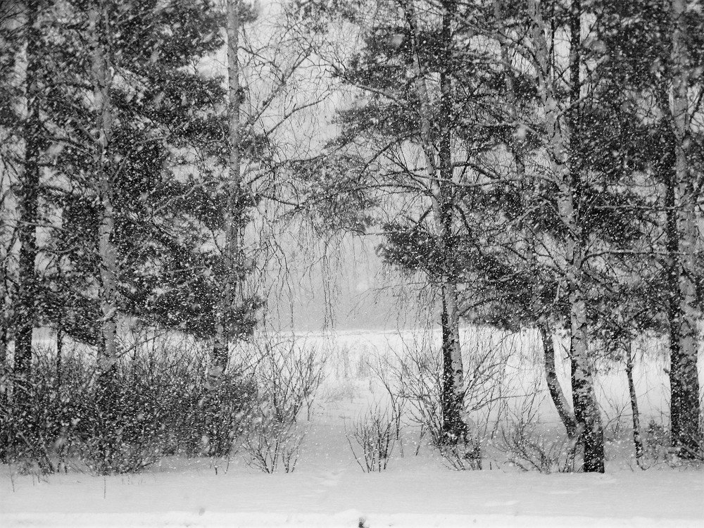 Photograph by Елена Стрельцова