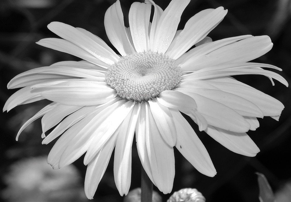 Photograph by Елена Стрельцова