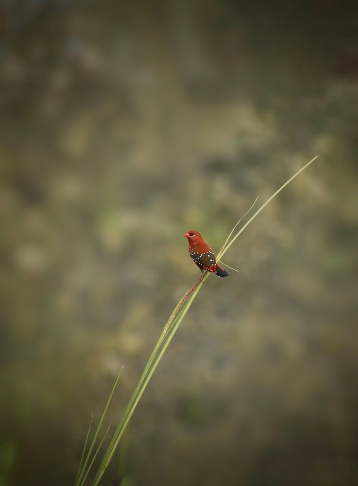 Red munia