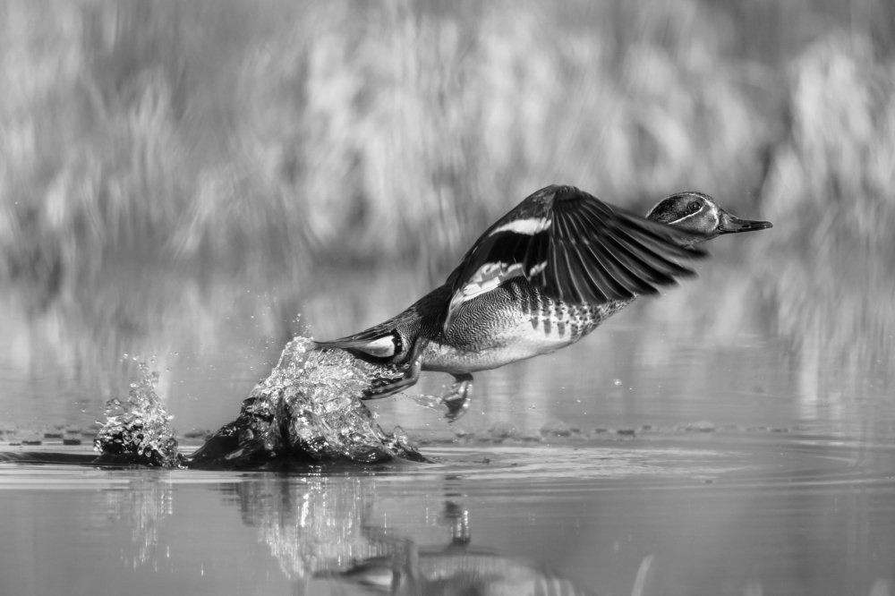 Photograph by Ксения Соварцева