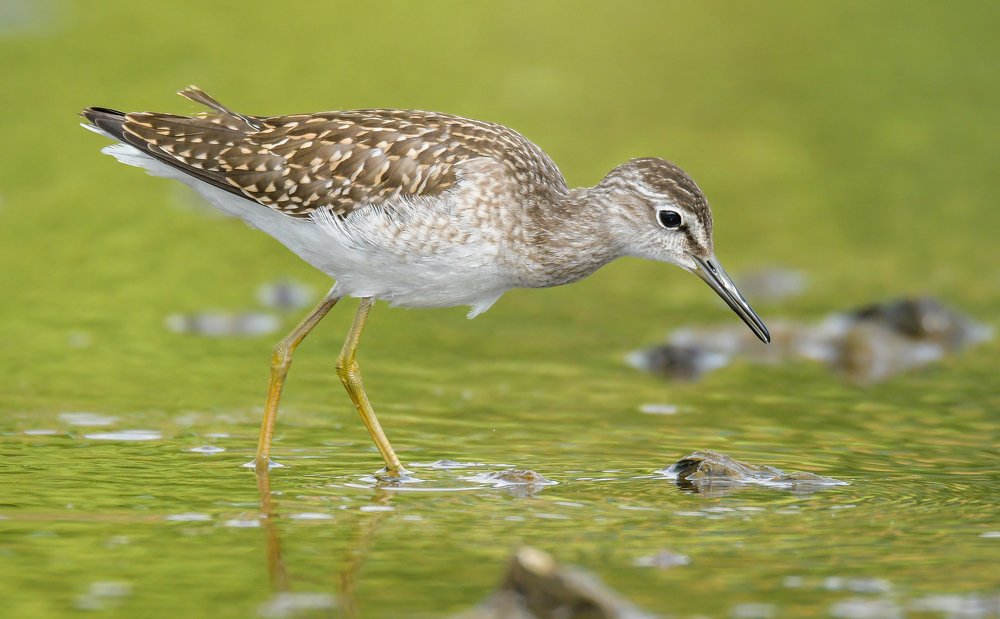 Photograph by Ксения Соварцева