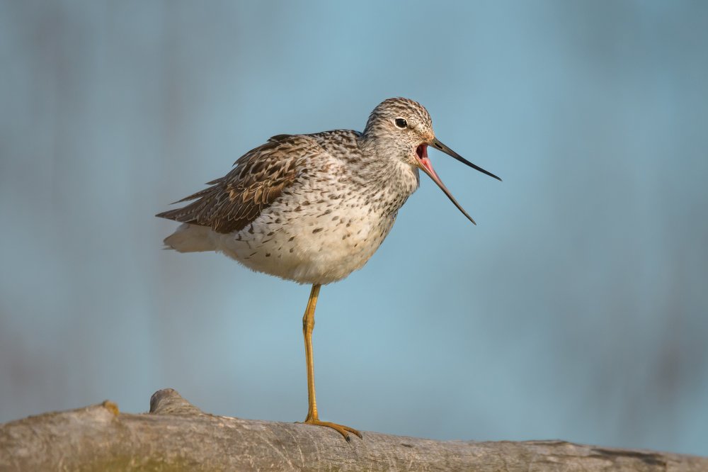 Photograph by Ксения Соварцева