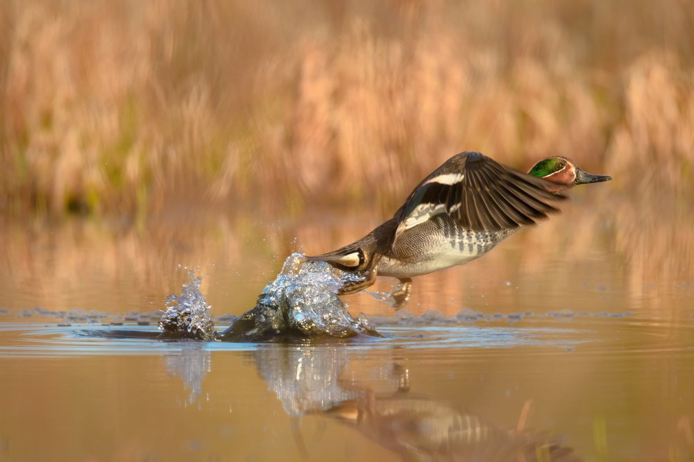 Photograph by Ксения Соварцева