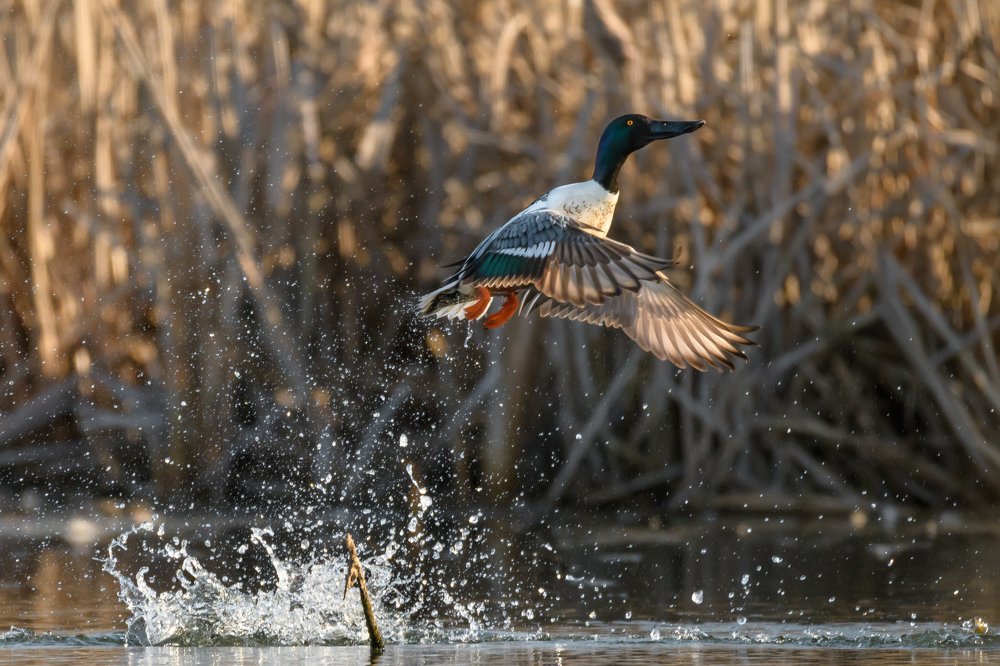 Photograph by Ксения Соварцева