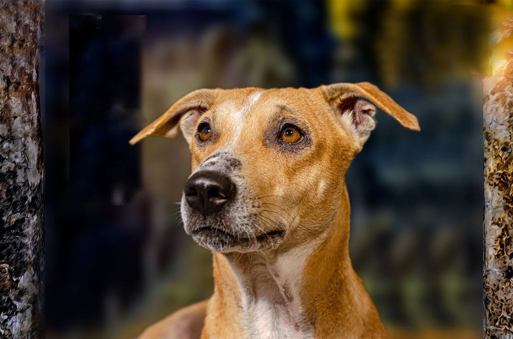 Photograph by Dipanjan Nath