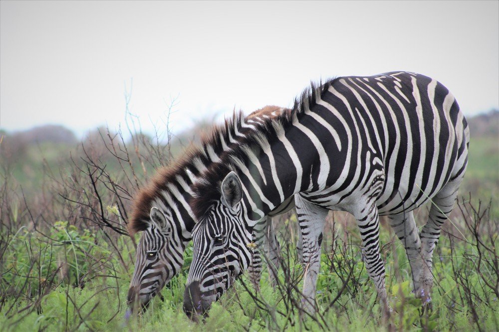 Photograph by Linette Bothma