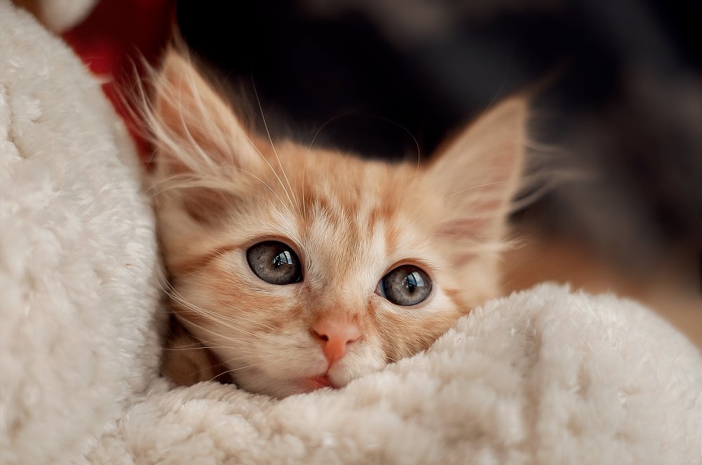 Photograph by Юлия Макаренко