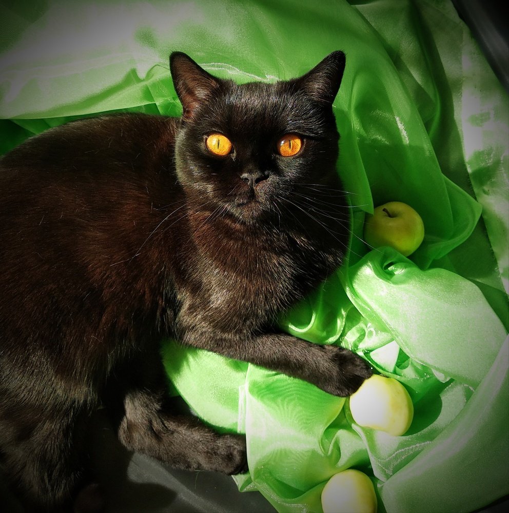 "Мурка в яблоках"