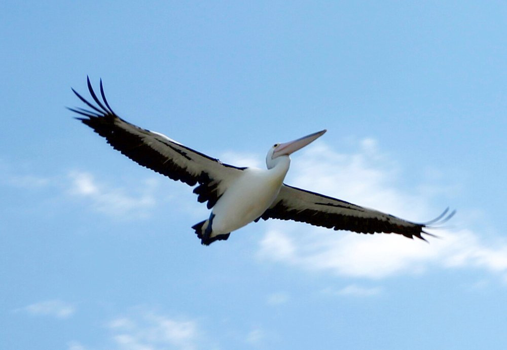 Pelican in flight