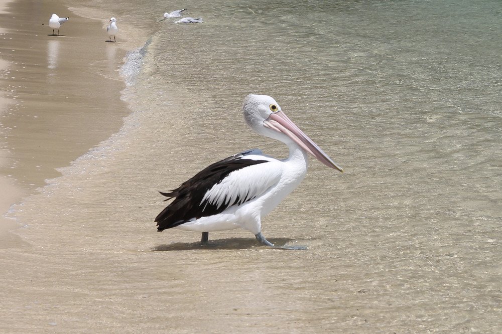 Pelikan on the beach