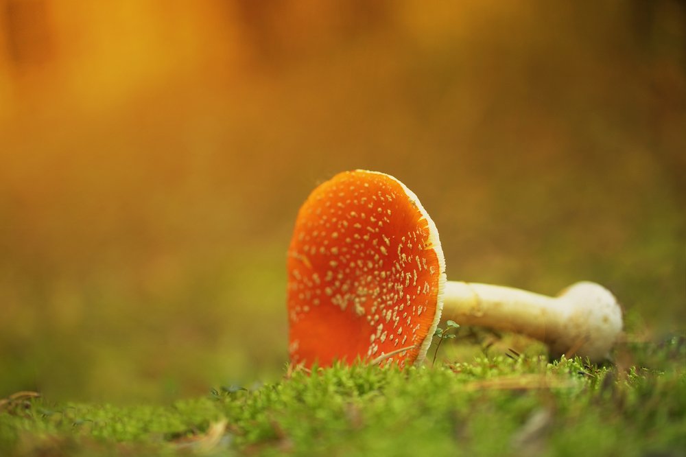 Photograph by Сергей Романченко