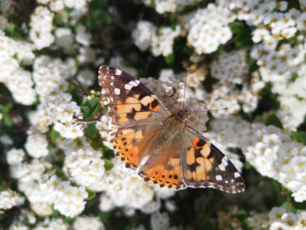 Photo #5000891