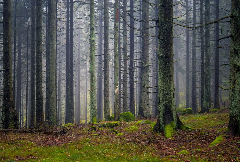 Kinnekulle MTB track view