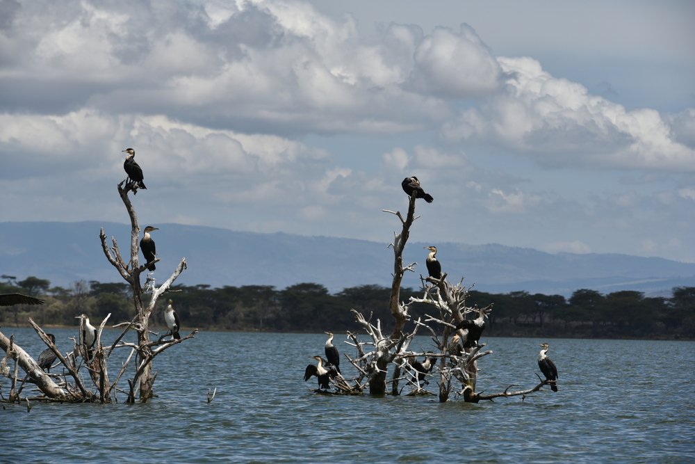 Photograph by Long Nguyen