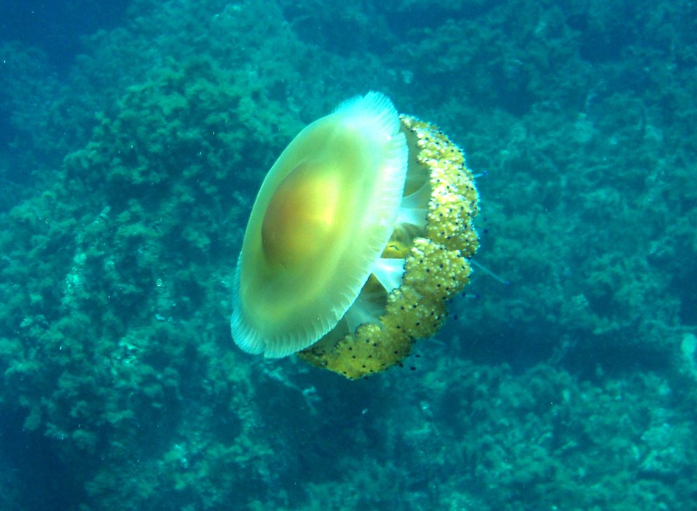 Yellow jellyfish