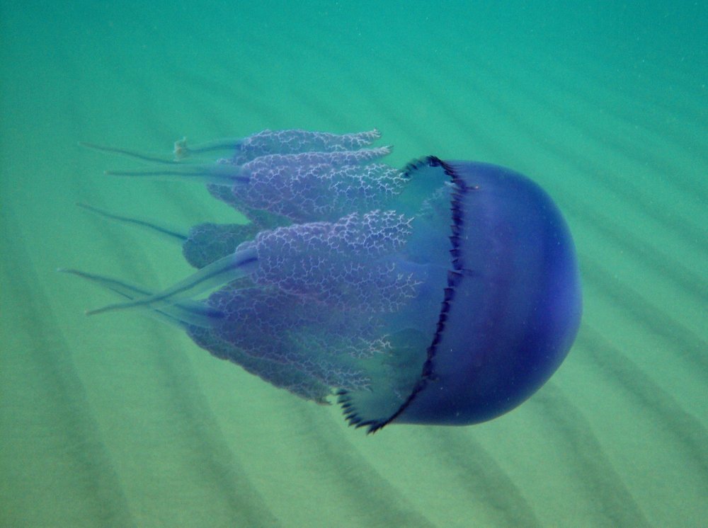 Blue jellyfish