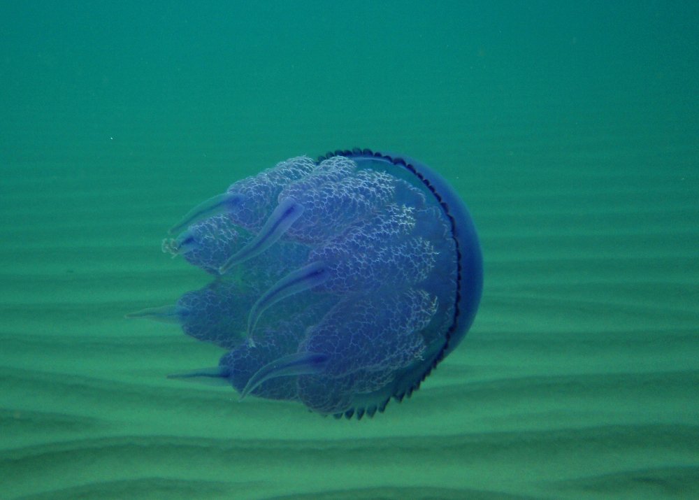 Blue jellyfish