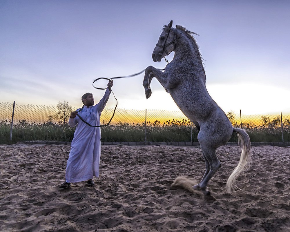 Фотография автора Qassem Ahmed Alzarra