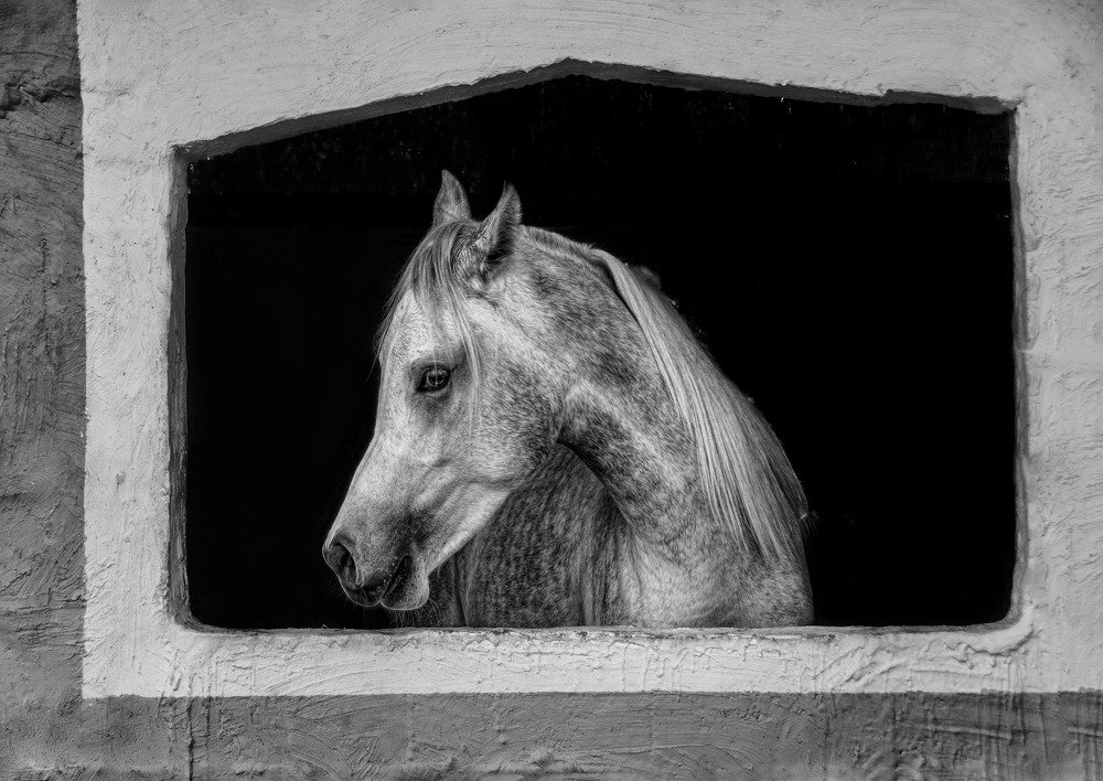 Фотография автора Qassem Ahmed Alzarra