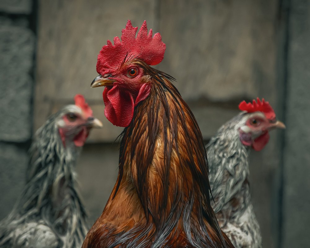 A man with two wives