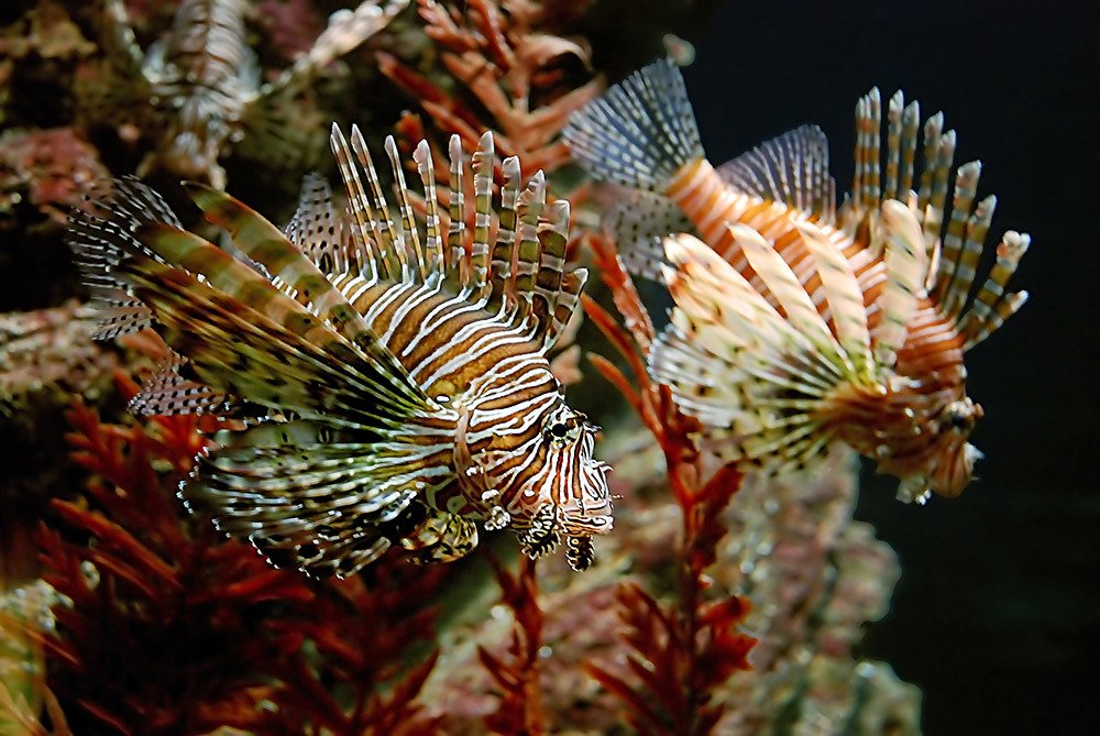 Photograph by Валентин Александров