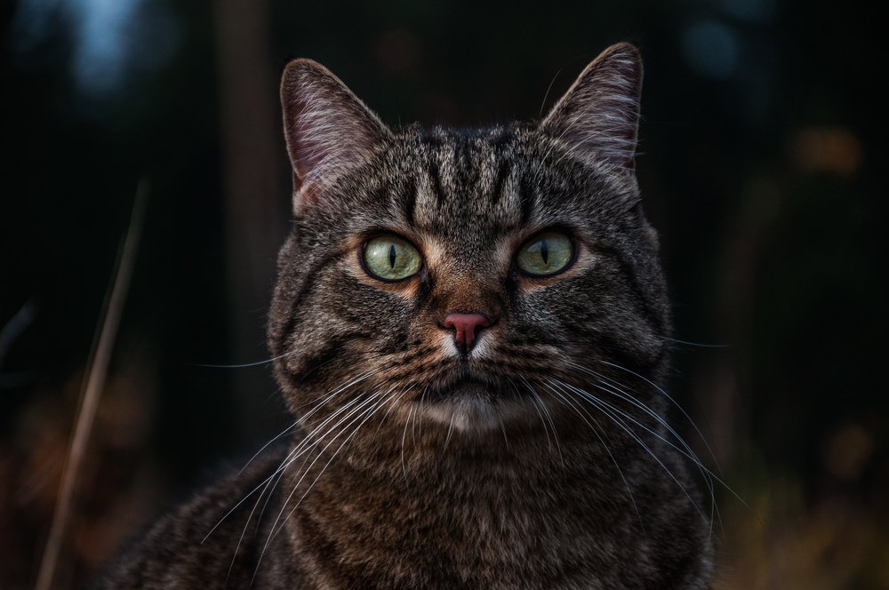 Фотография автора Ilia Vytnov